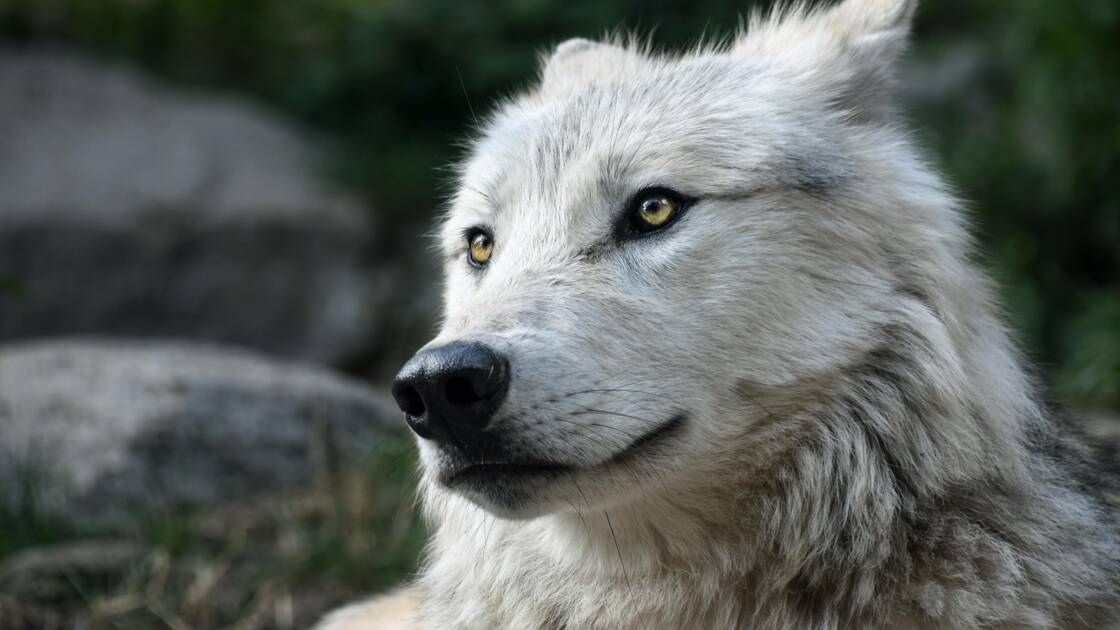 Planète (Amérique du Nord) - Le loup n'est plus une espèce protégée aux Etats-Unis