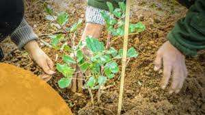 Boumerdès - Reboisement à Keddara: Le caroubier, nouvelle tendance