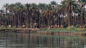 Planète (Asie) - Irak:  Grimpeur de palmiers , profession millénaire et dangereuse en voie de disparition