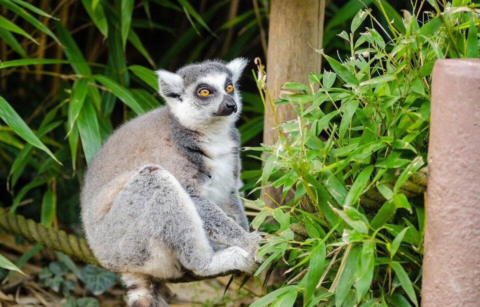 Planète (Afrique) - Madagascar: Le lémurien blanc, l’une des espèces les plus menacées au monde