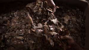 Planète - Trafic d'espèces sauvages: 45.500 animaux et plantes saisis par Interpol dans 103 pays