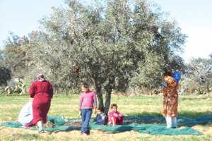 Algérie - OLÉICULTURE À BÉJAÏA: Une production prévisionnelle en nette baisse