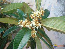 Constantine - Début de floraison du néflier de Djenane Dardar