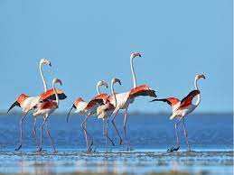 Planète (Europe) - En Albanie, les hommes sont partis et les flamants dansent