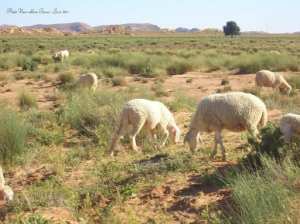 Algérie - El-Bayadh: La steppe au menu de l'APW  Les pousses d'alfa peinent à se régénérer*