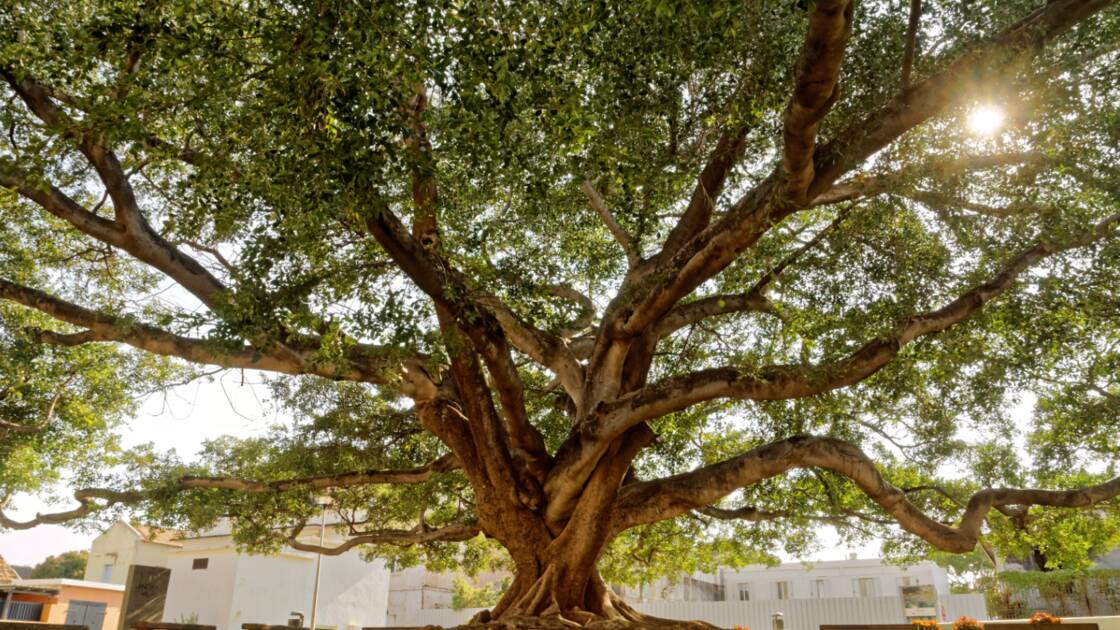 Planète (France) - Arbre de l'année 2020: votez pour les plus beaux arbres du patrimoine français