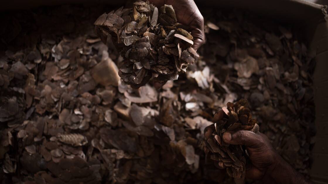 Planète - Trafic d'espèces sauvages: 45.500 animaux et plantes saisis par Interpol dans 103 pays