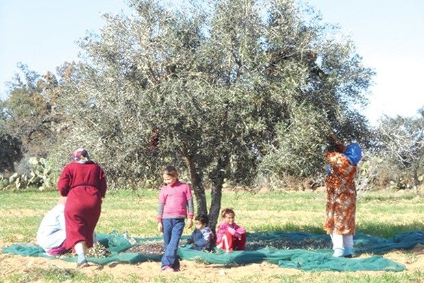 Algérie - OLÉICULTURE À BÉJAÏA: Une production prévisionnelle en nette baisse