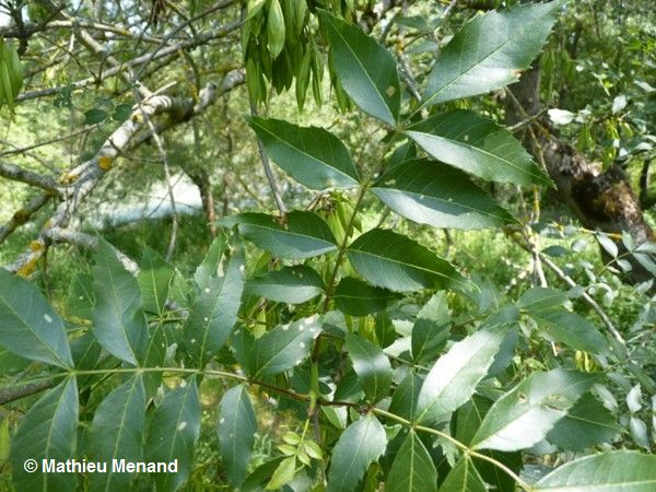 Constantine - Le frêne oxyphylle à Djenane Dardar Qacentina