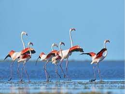 Planète (Europe) - En Albanie, les hommes sont partis et les flamants dansent