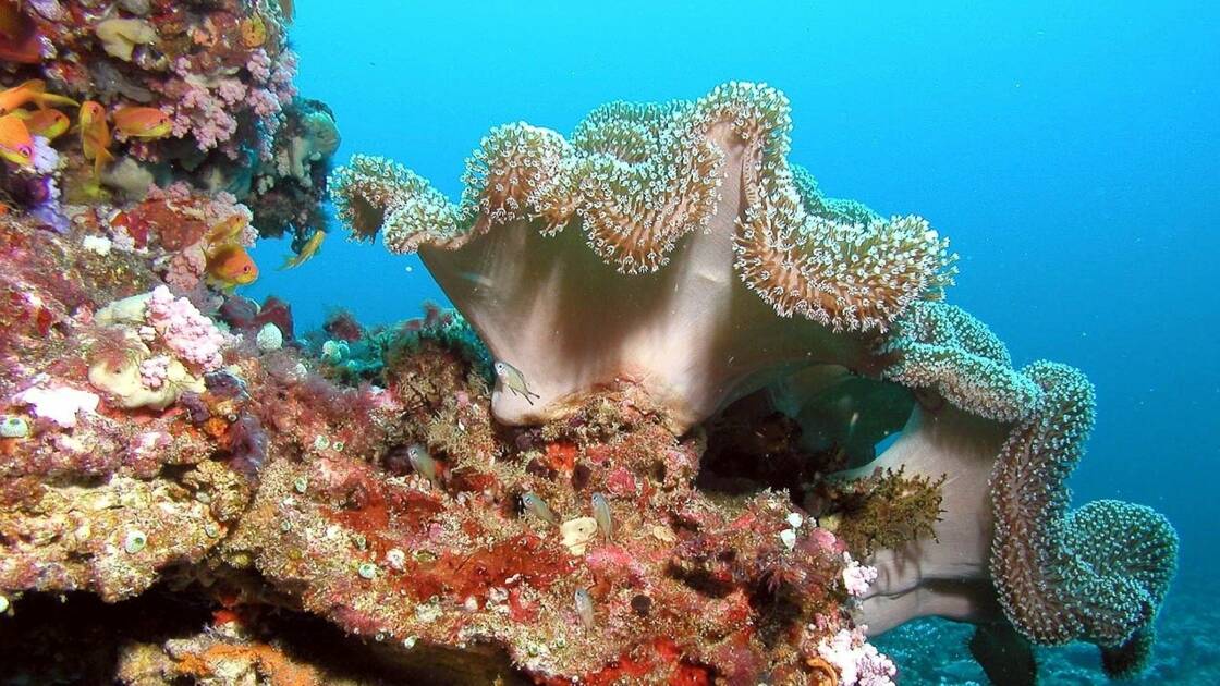 Planète - Quelle est la situation des coraux dans le monde ?