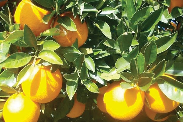 FILIÈRE AGRUMICULTURE À RELIZANE: Une production prévisionnelle de plus d’un million de quintaux