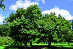 Skikda - Massif de Collo: La castanéiculture en régression