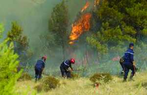 Algérie - Incendies sur le littoral de Chlef: 280 ha de forêts détruits en moins de 48 heures