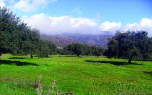 Algérie - Tizi Ouzou: La production oléicole en forte baisse  Campagne 2019-2020