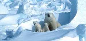 Planète (Amérique du Nord) - Etats Unis: Trump avance à marche forcée vers les forages dans une zone protégée de l'Arctique