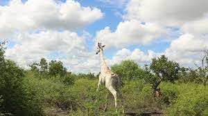Planète (Afrique) - Kenya: la dernière girafe blanche désormais équipée d'un GPS pour dissuader les braconniers