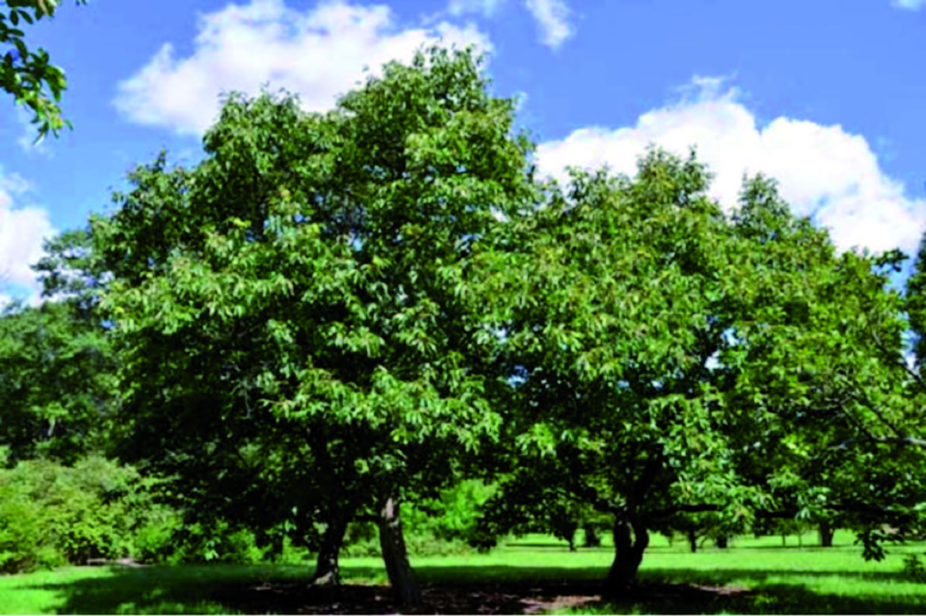 Skikda - Massif de Collo: La castanéiculture en régression