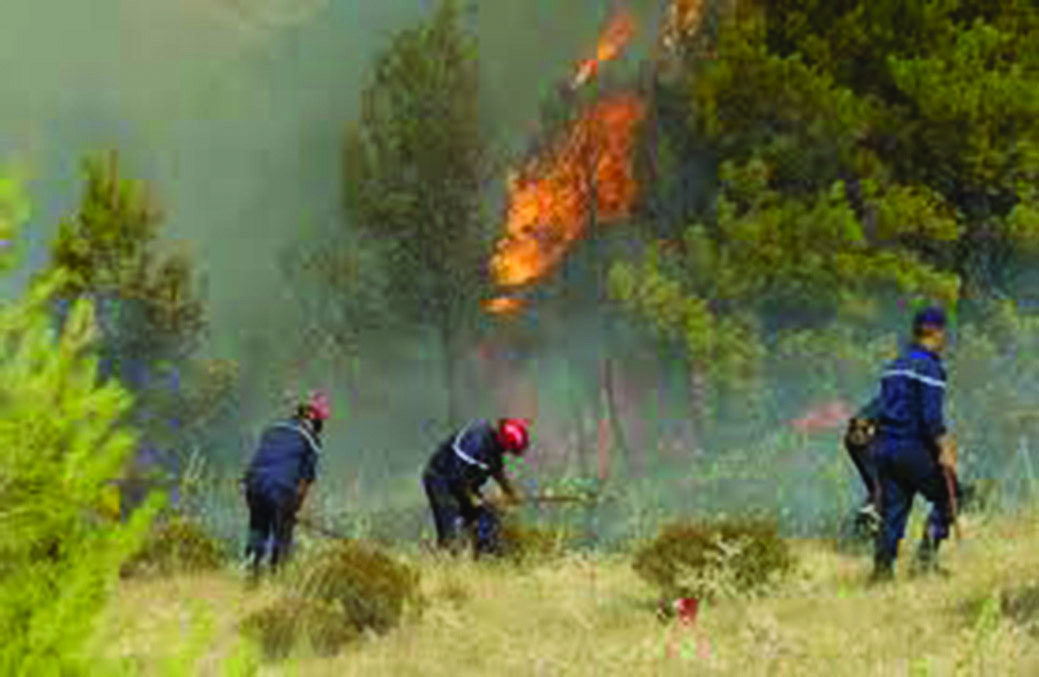 Algérie - Incendies sur le littoral de Chlef: 280 ha de forêts détruits en moins de 48 heures