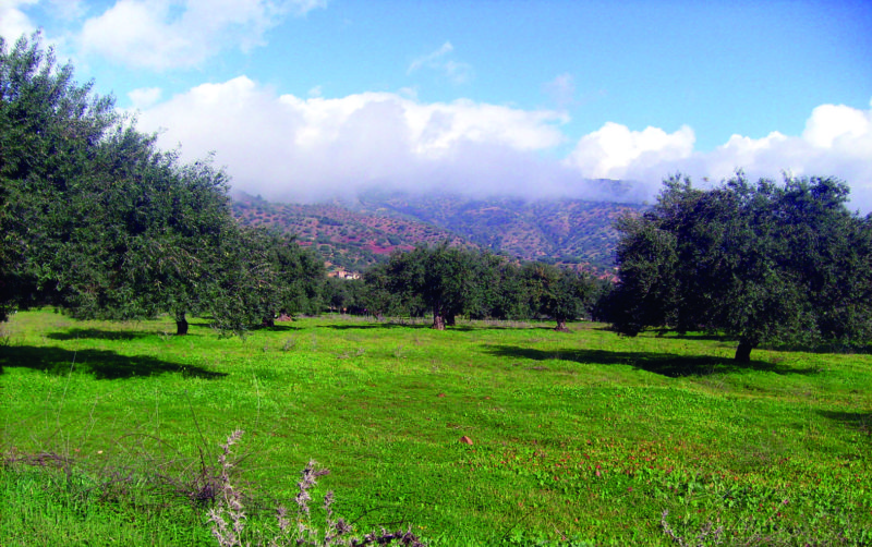Algérie - Tizi Ouzou: La production oléicole en forte baisse 
