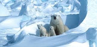 Planète (Amérique du Nord) - Etats Unis: Trump avance à marche forcée vers les forages dans une zone protégée de l'Arctique