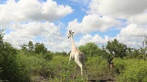 Planète (Afrique) - Kenya: la dernière girafe blanche désormais équipée d'un GPS pour dissuader les braconniers