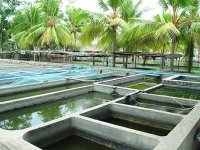 Le soutien aux investisseurs en aquaculture sera revu à la baisse progressivement