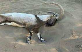 Planète (Asie) - Iran: la mort d'épuisement d'un bouc sauvage, pourchassé par un 4x4, révèle les dérives de la mode des  safaris