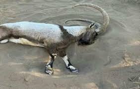 Planète (Asie) - Iran: la mort d'épuisement d'un bouc sauvage, pourchassé par un 4x4, révèle les dérives de la mode des 