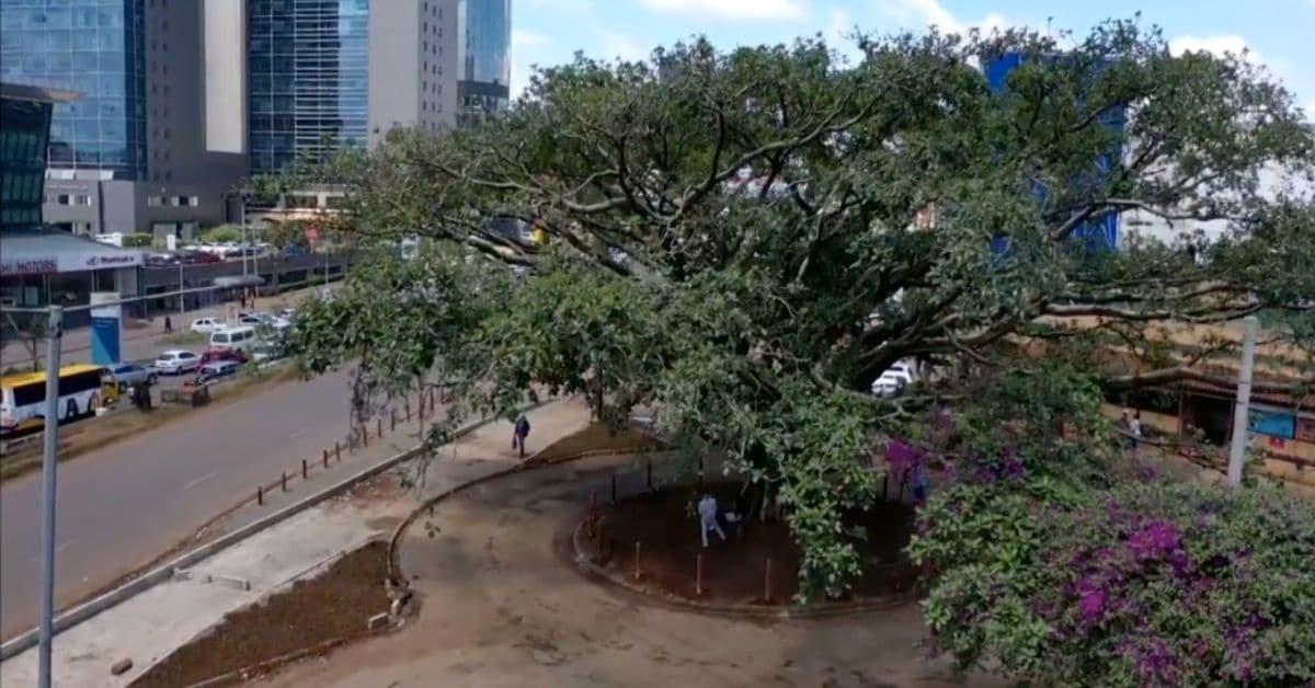 Planète (Afrique/Kenya) - Nairobi: grâce à ces militants, un figuier centenaire échappe à l’abattage