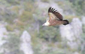 Planète (Europe) - Pyrénées-Atlantiques: Plus de 1.000 couples de vautours fauves recensés, record en France