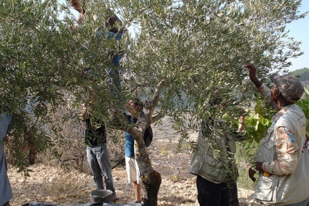 Jijel - SÉCHERESSE ET MANQUE DE MOYENS MODERNES: La production oléicole pourrait baisser de moitié