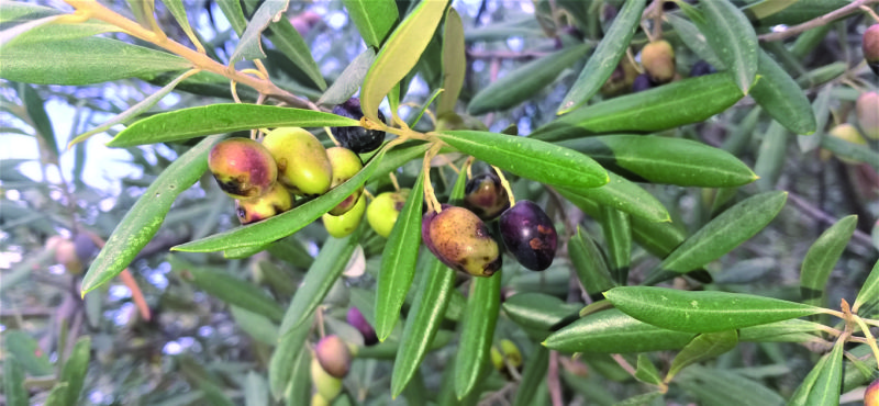 Bouira - Menace sur la production oléicole: Mouche de l’olive et sécheresse causent d’énormes pertes