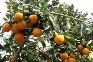 ORAN - La Clémentine de Misserghine a soif