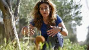 Planète (Europe) - A Chypre, le changement climatique menace la culture millénaire des oliviers