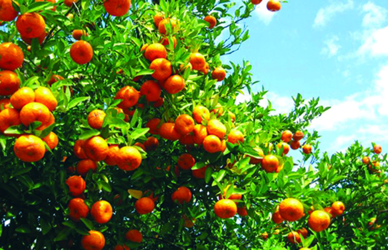 Algérie - Production agrumicole à Tizi Ouzou: 519.000 qx attendus