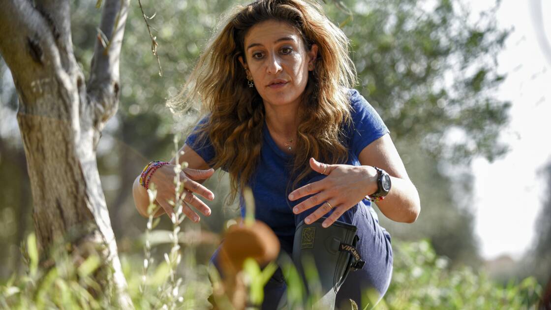 Planète (Europe) - A Chypre, le changement climatique menace la culture millénaire des oliviers