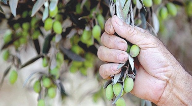 Algérie - BAISSE DE LA PRODUCTION OLÉICOLE À JIJEL: Des campagnes de vulgarisation pour améliorer les récoltes