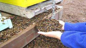 Seddouk (Béjaïa) - Inquiétude chez les apiculteurs  Une forte mortalité du cheptel apicole