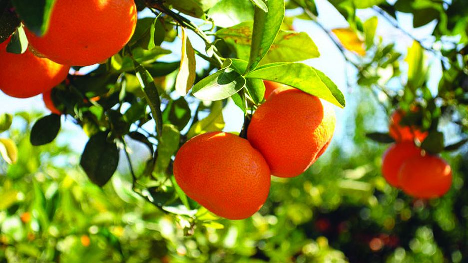 Chlef - Des prévisions optimistes pour l’agrumiculture 