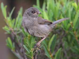 Une première en Algérie: observation de la fauvette sarde à Batna