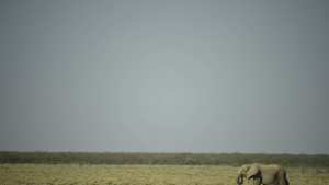 Planète (Afrique) - La Namibie frappée de sécheresse met en vente 170 éléphants