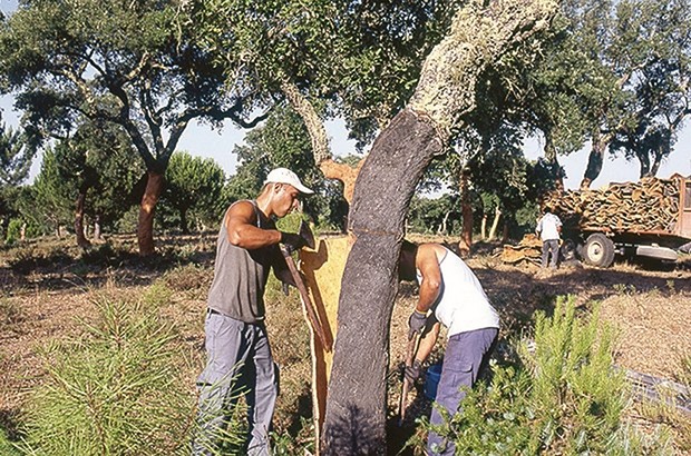 Algérie - APRÈS LA BAISSE DES FEUX DE FORÊT À SOUK AHRAS: Une récolte record de 8.100 quintaux de liège