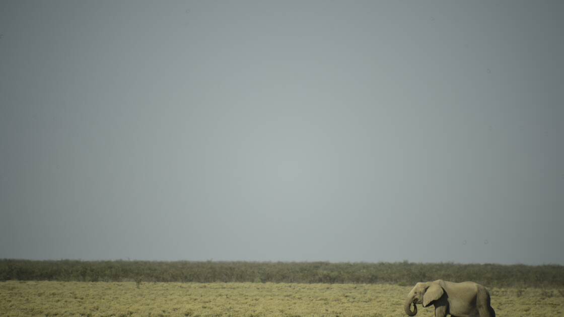 Planète (Afrique) - La Namibie frappée de sécheresse met en vente 170 éléphants