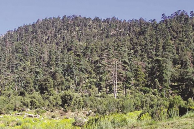 CONSERVATION DES FORÊTS DE RELIZANE: 74 verbalisations pour atteinte au domaine forestier