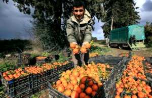 Mostaganem - ELLE ATTEINDRA PLUS DE 1,440 MILLION DE QUINTAUX CETTE ANNÉE: Une production record d’agrumes attendue