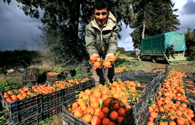 Mostaganem - ELLE ATTEINDRA PLUS DE 1,440 MILLION DE QUINTAUX CETTE ANNÉE: Une production record d’agrumes attendue