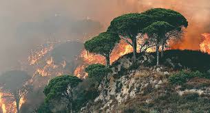 Oran - Reboisement des zones sinistrées par les incendies: Un programme pour la plantation de 200.000 arbres