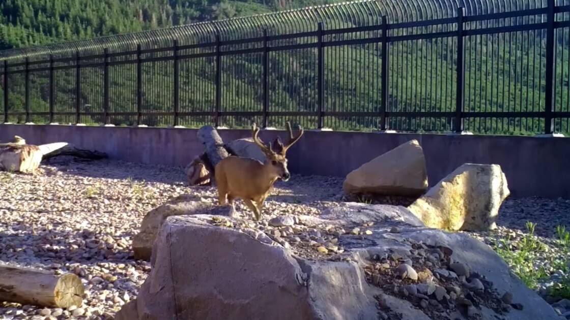 Planète (Amérique du Nord/ Etats-Unis) Deux ans après, ce pont construit pour la faune sauvage dans l'Utah est un succès