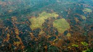 Planète - La forêt amazonienne a perdu la surface de l'Espagne en 18 ans